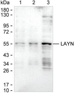 LAYN